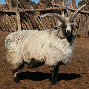 Navajo-Churro sheep are descended from Spanish flocks.
