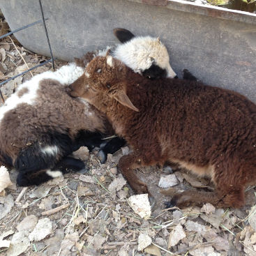 Afternoon lamb nap