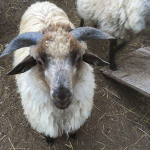 Badger-face 2-horn ram