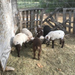 Lambs come in all colors