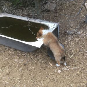 Shetland sheepdog puppy