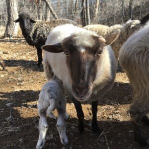 Ewe with nursing lamb