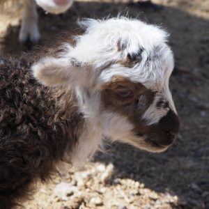 Lamb closeup