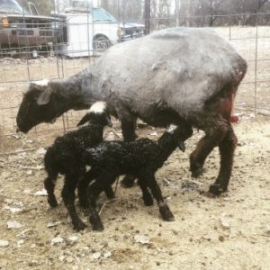 Newborn twins in the snow