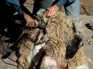 Shearing sheep for wool