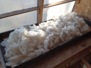 Drying wool