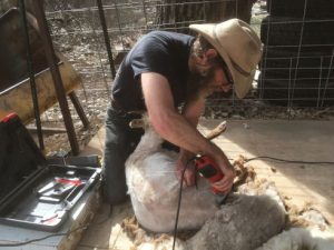 Shearing a smaller ewe