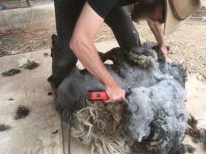 Sheep shearing