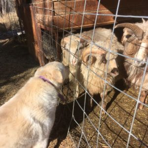 Great Pyrenees visits with the sheep