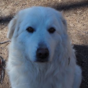 Maremma, an Italian Livestock Guardian dog breed