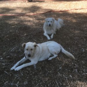 Livestock Guardian Dogs