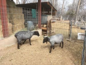 Freshly sheared ewes