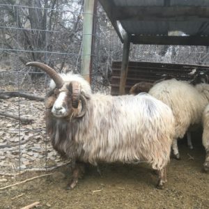 Ram with amazing fleece