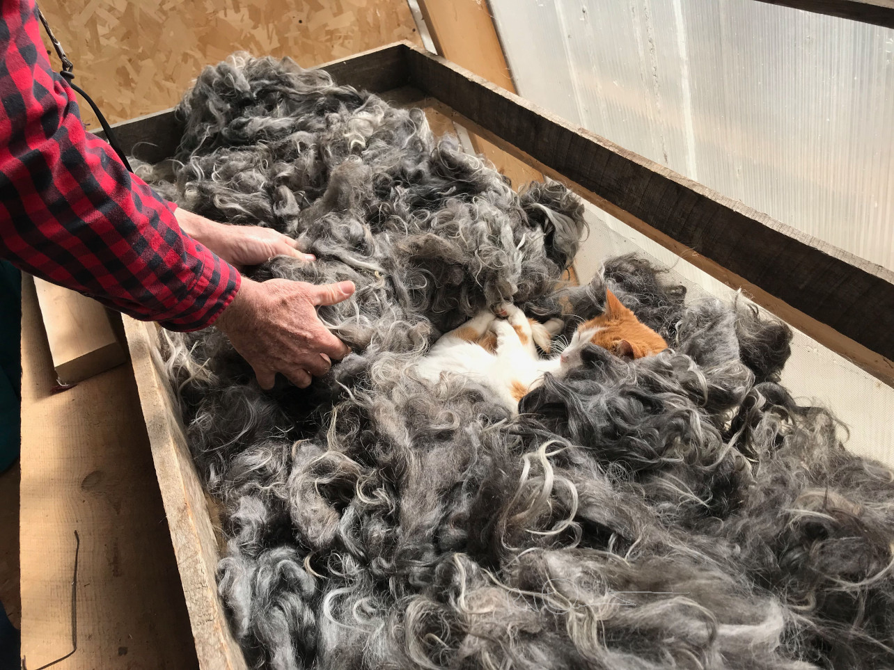 Cat nap in wool drying rack