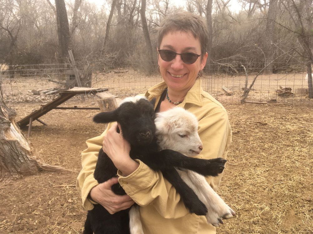 Clarity hugs colorful lambs