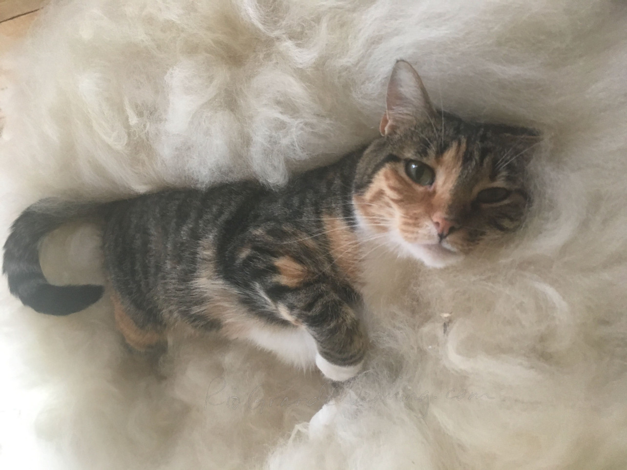 Olivia reclines in wool drying rack